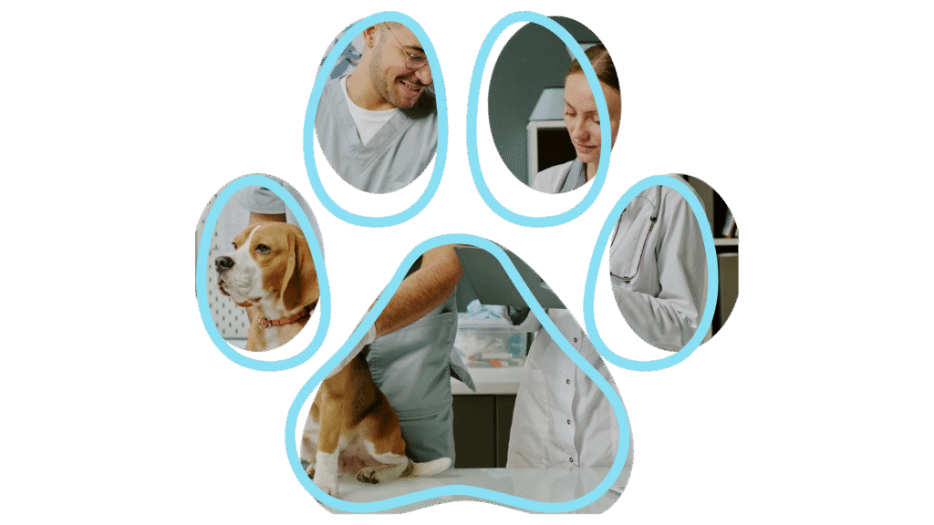 Vet near me dental care service at Compassion Veterinary Center in Highland NY