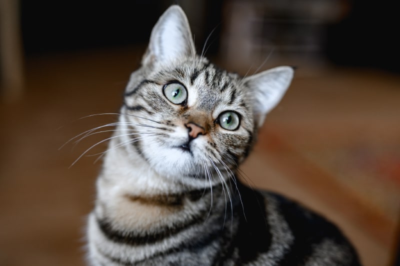 A tabby cat with green eyes looking upward.