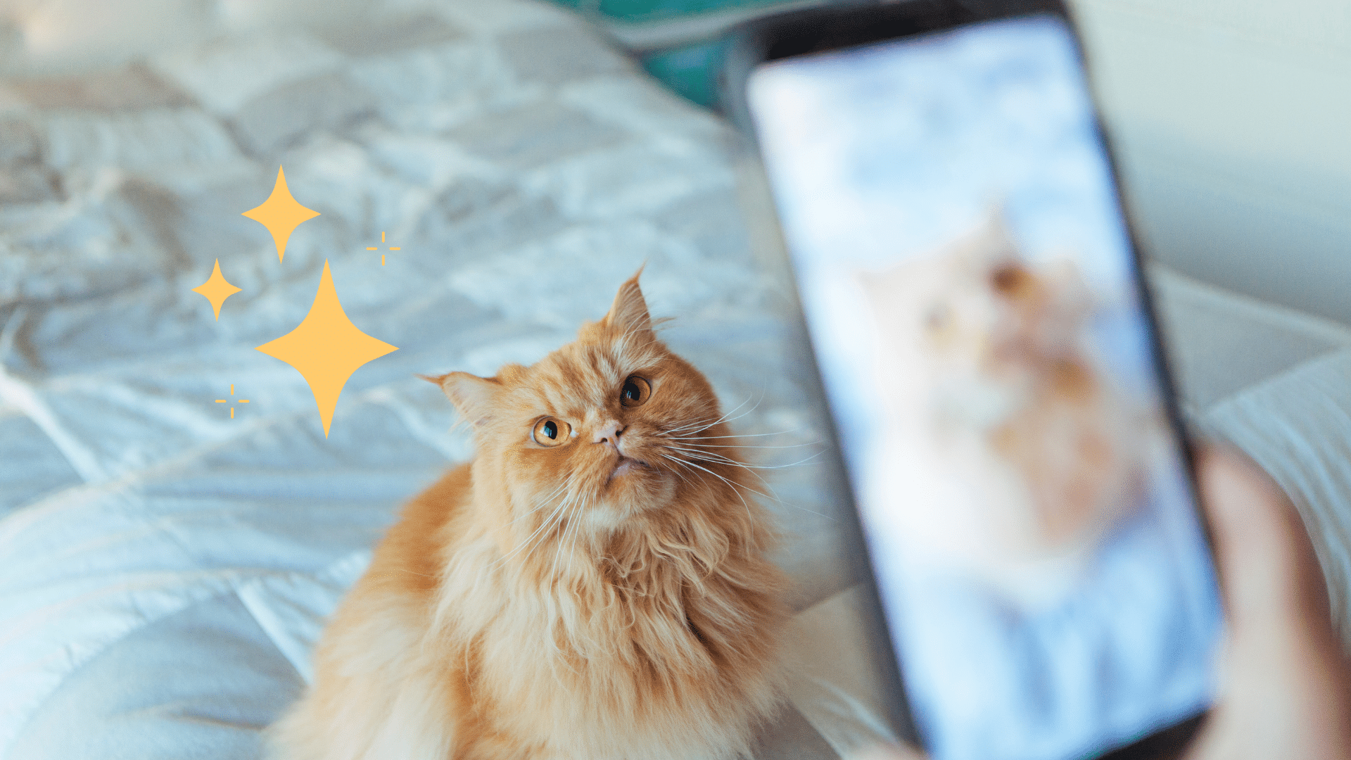 Taking photo with a phone of an orange cat sitting on a bed in Highland, NY