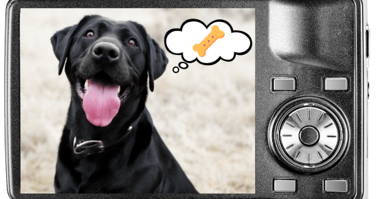 Digital camera showing a dog thinking about treats