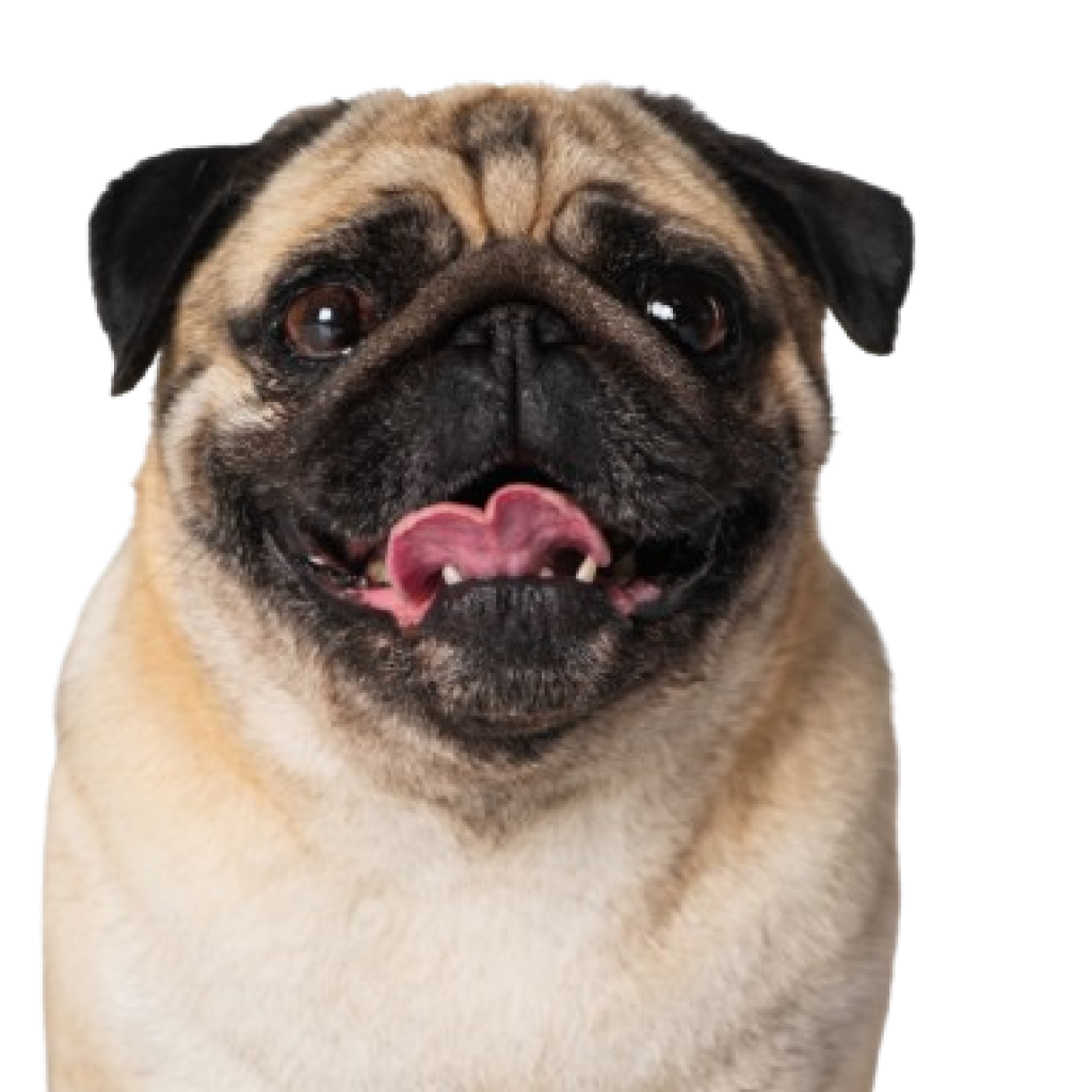 purebred-pug-dog-looking-at-camera-and-sticking-ou-2023-11-27-05-15-26-utc-removebg-preview